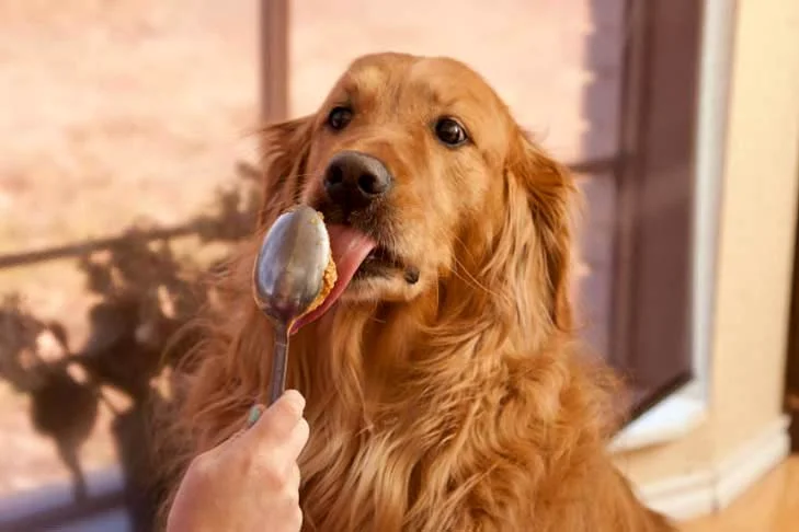 Can dogs eat peanut butter?