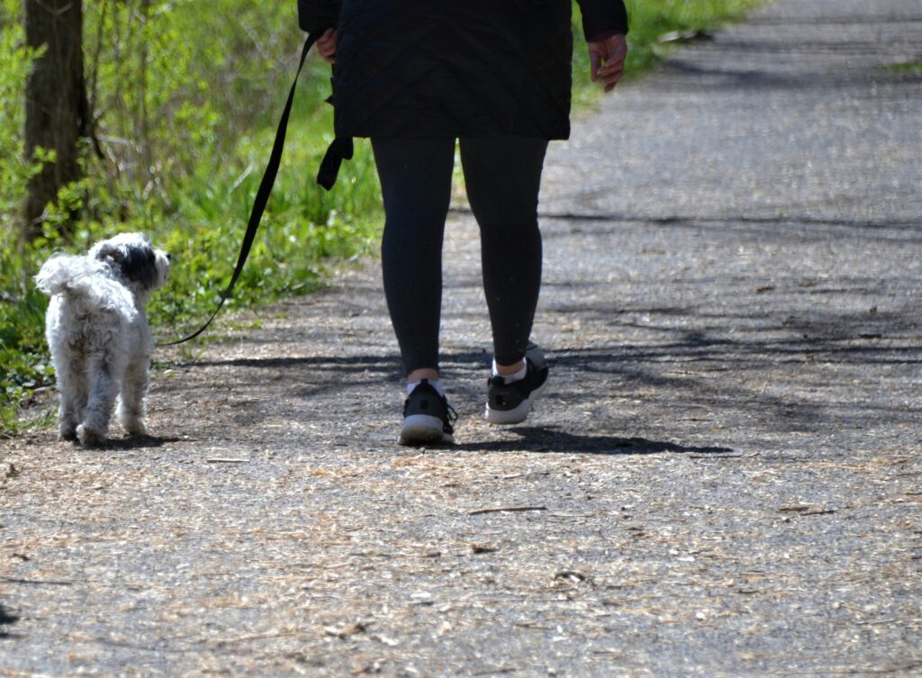 Dog Walking Service Image