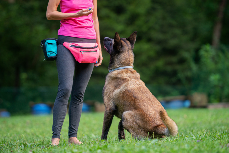 dog getting treats 