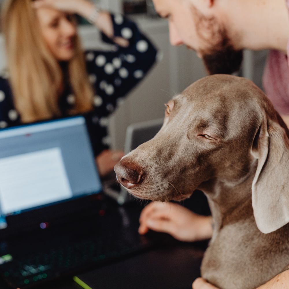 Dog doing an online training session